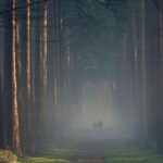 hoge veluwe, pays bas