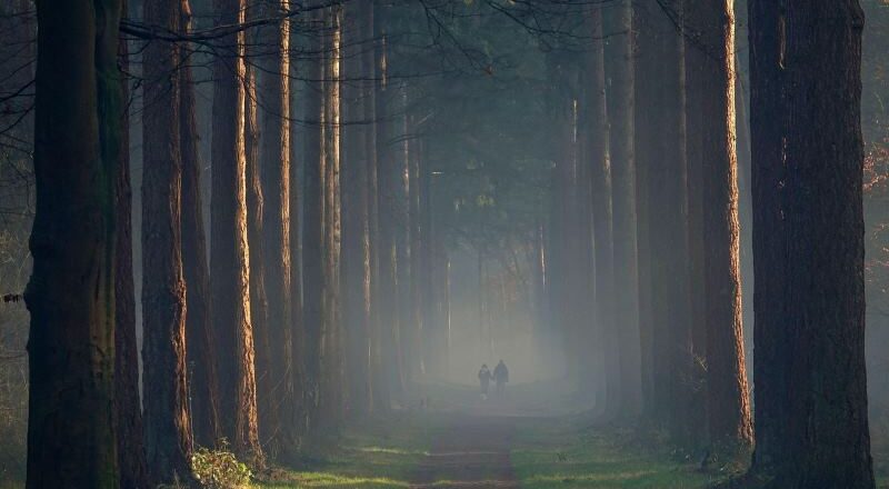 hoge veluwe, pays bas